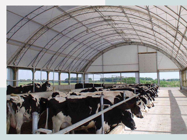 Тентовые коровники в Славгороде